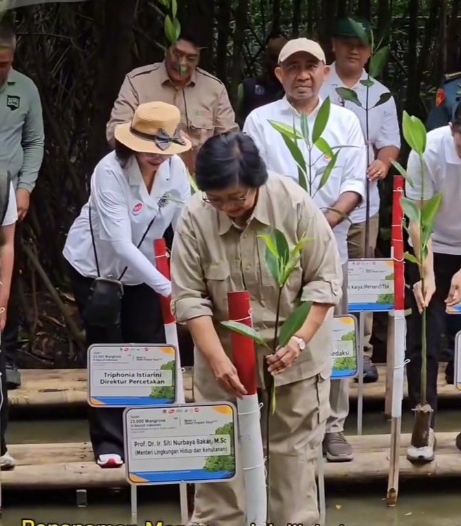 KLHK Tanam 25 Ribu Mangrove di 23 Provinsi