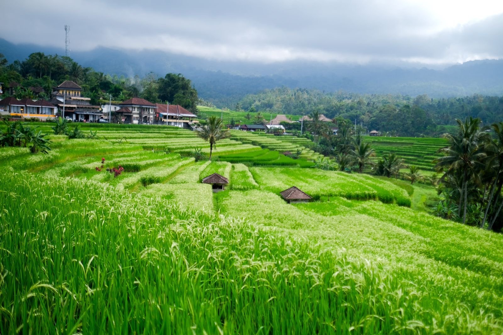 Fieldtrip Ubud, Tabanan, dan Karangasem Jadi Penutup Rangkaian World Water Forum ke-10