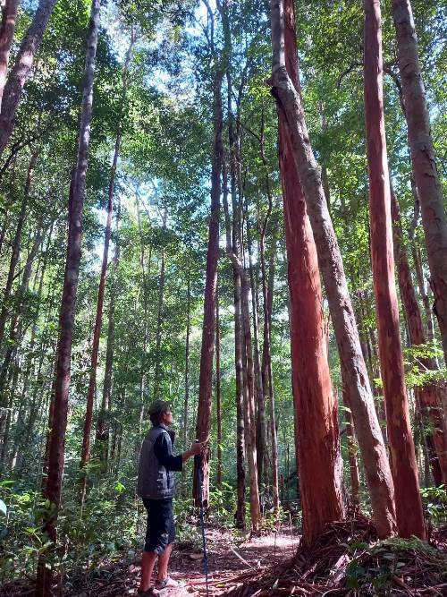 Potensi Perdagangan Karbon dari Hutan Pegunungan Meratus