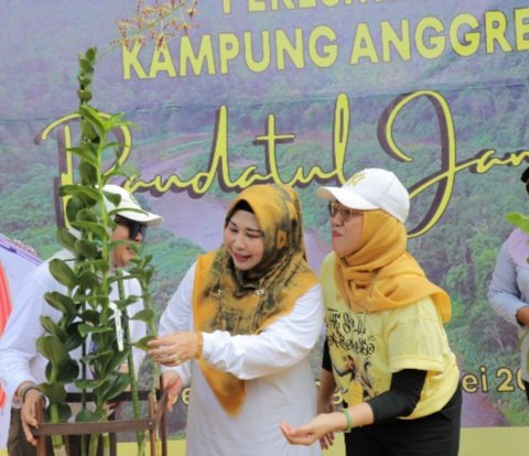 Kampung Anggrek Loksado, Hadirkan Anggrek Silangan Anggrek Discolor dengan Den. Apel Ireng