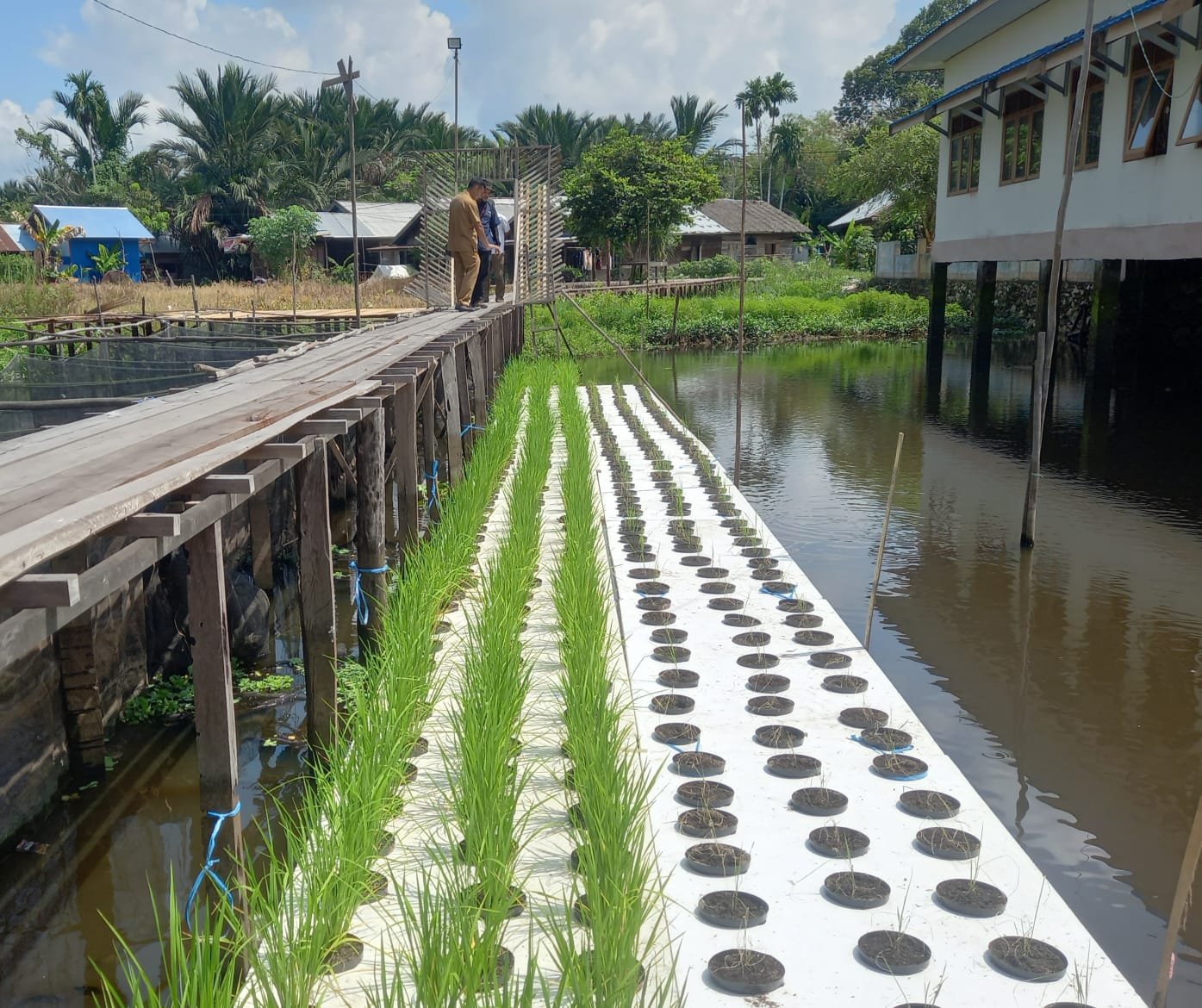 Program Pengembangan Padi Apung di Kalsel Menghadapi Banyak Kendala