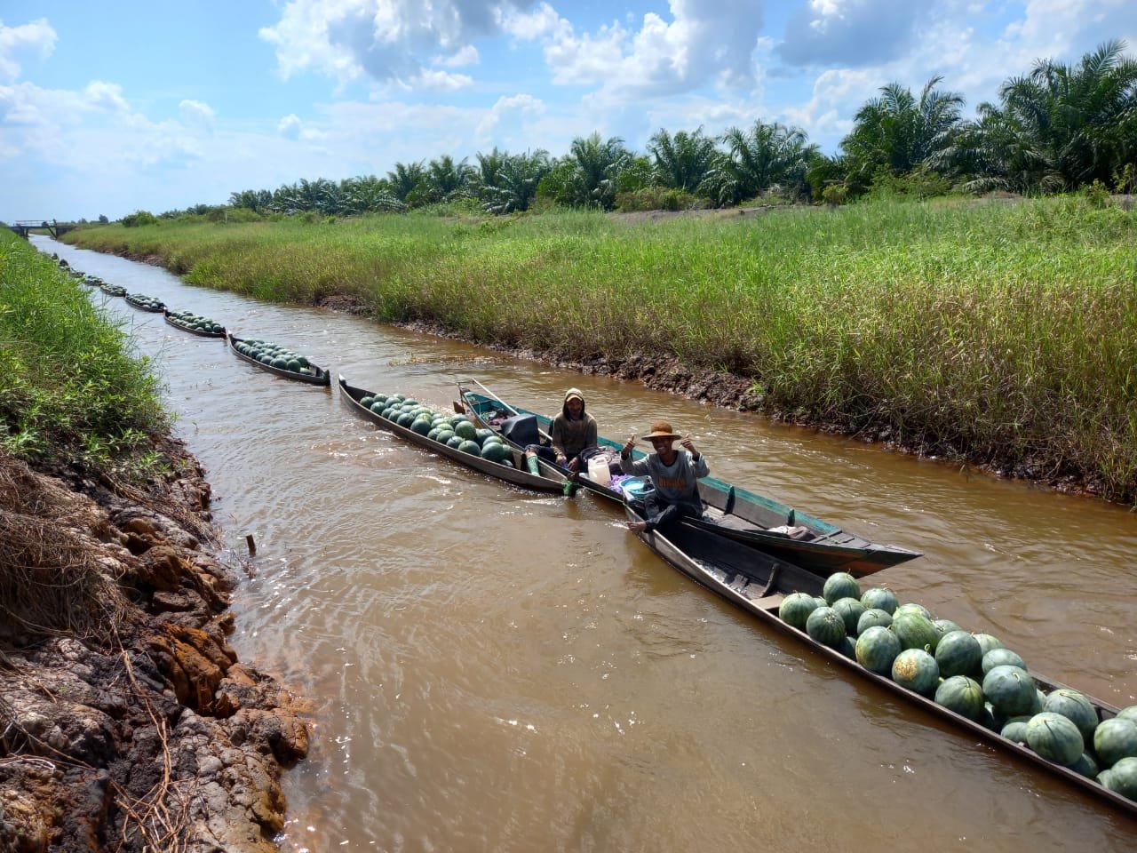 Lahaf Rawsam Potensi Lahan Rawa Kalsel – Lanskap Indonesia