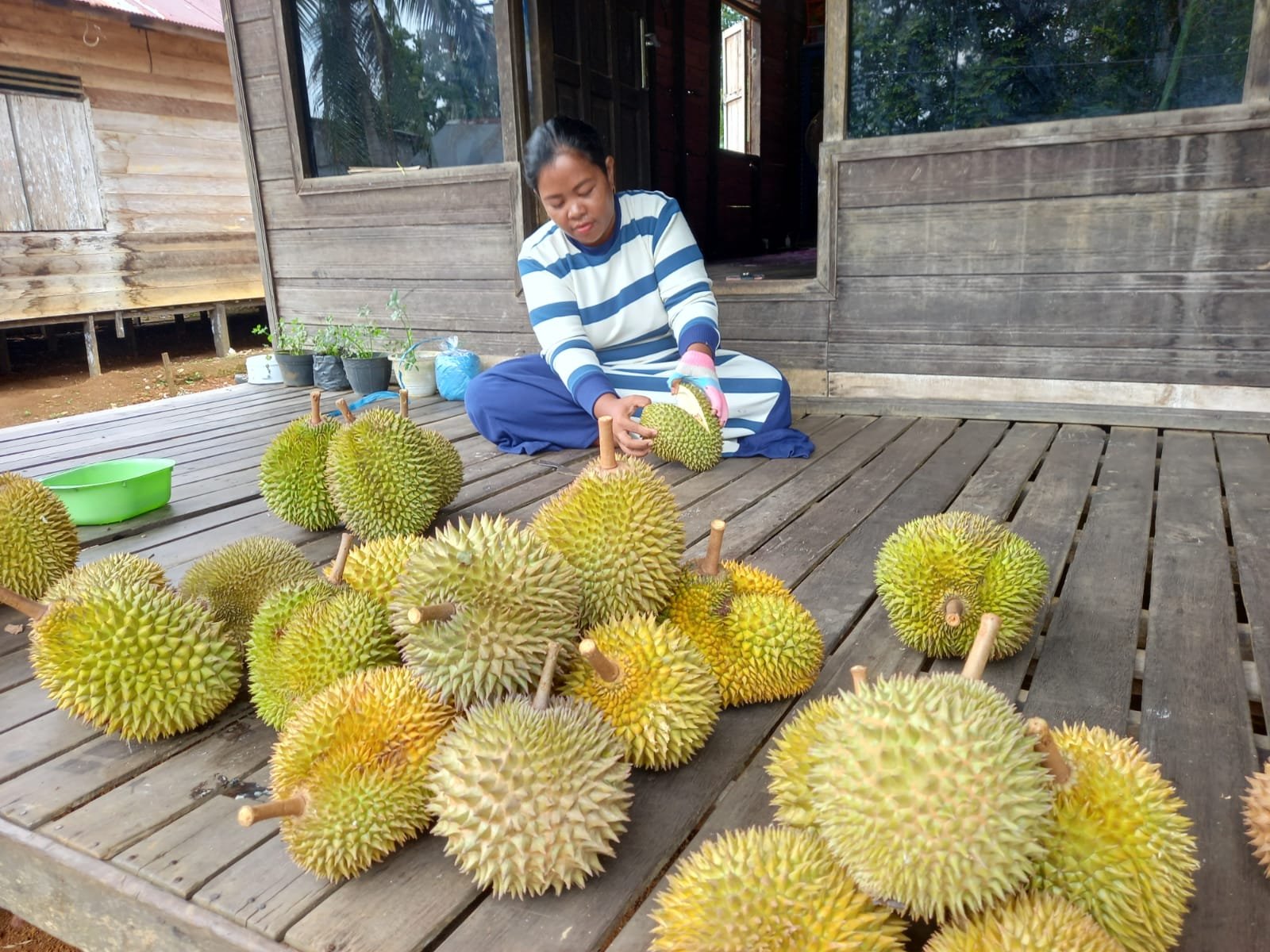 Ketika Musim Durian Tiba