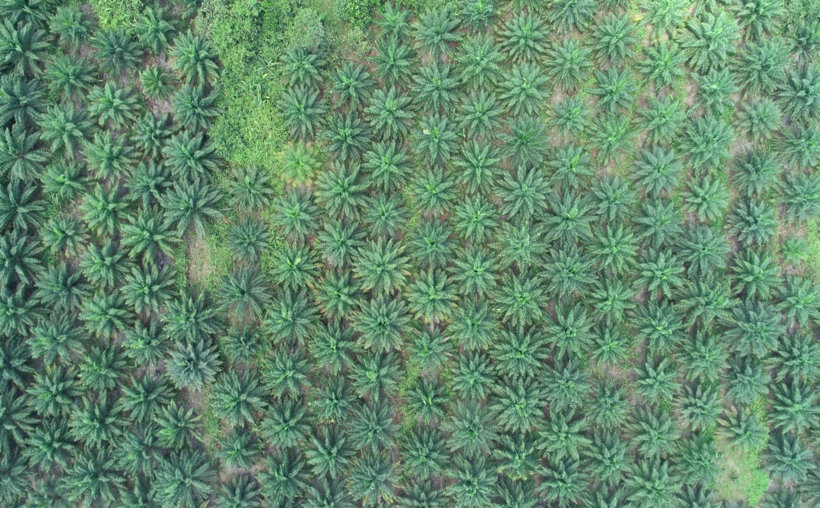 Kinerja Satgas Penertiban Kawasan Hutan Dituntut Transparan