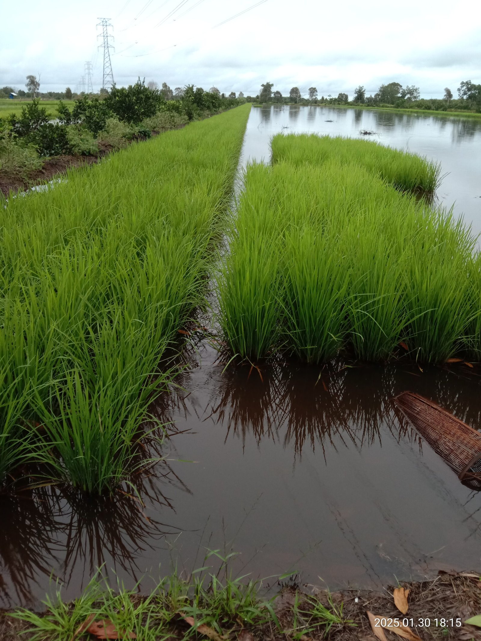Petani di Kabupaten Banjar Dihimbau Tunda Tanam Padi