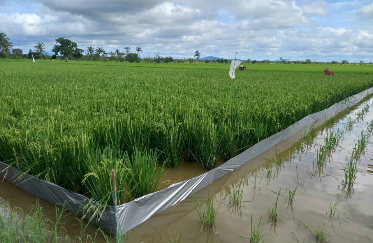 Serapan Gabah dan Beras Bulog Kalsel Lampaui Target