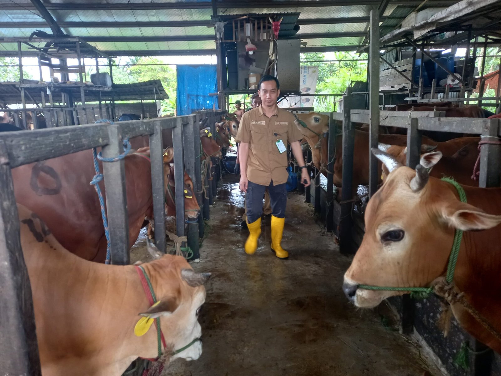 Jelang Idul Adha Kesehatan Hewan Qurban Terus Dipantau