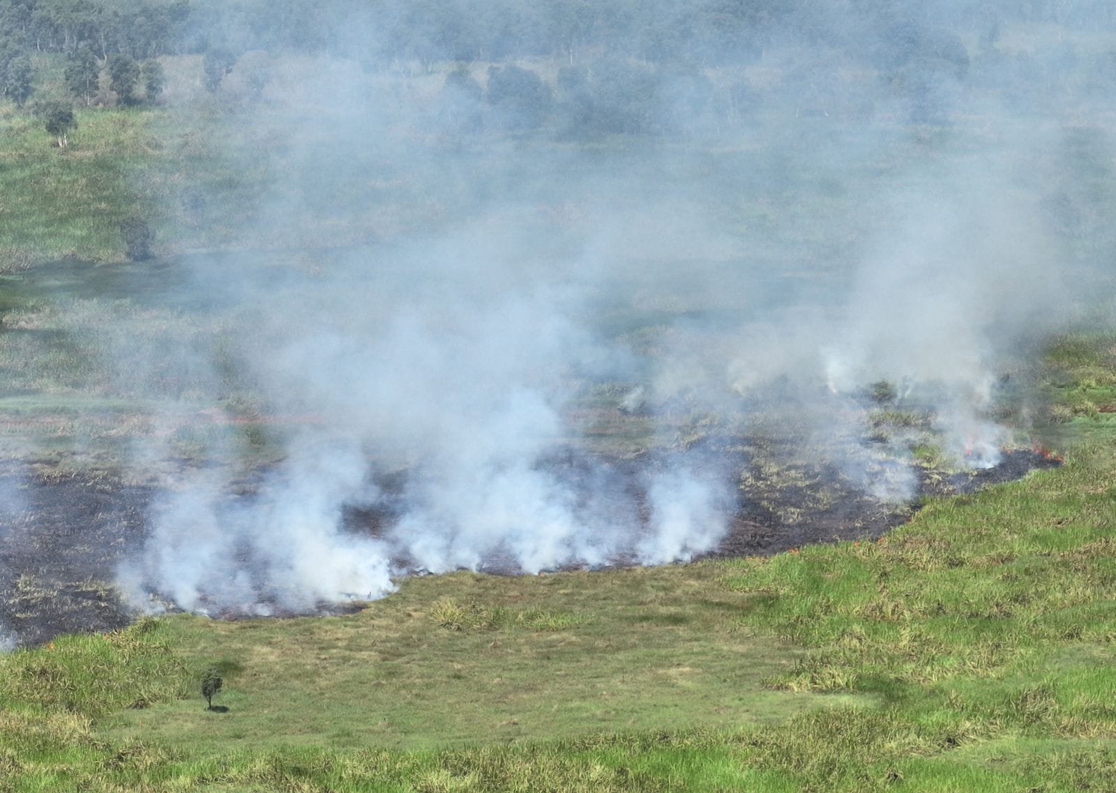 Menhut Minta Kalsel-Kalteng Tetapkan Darurat Karhutla