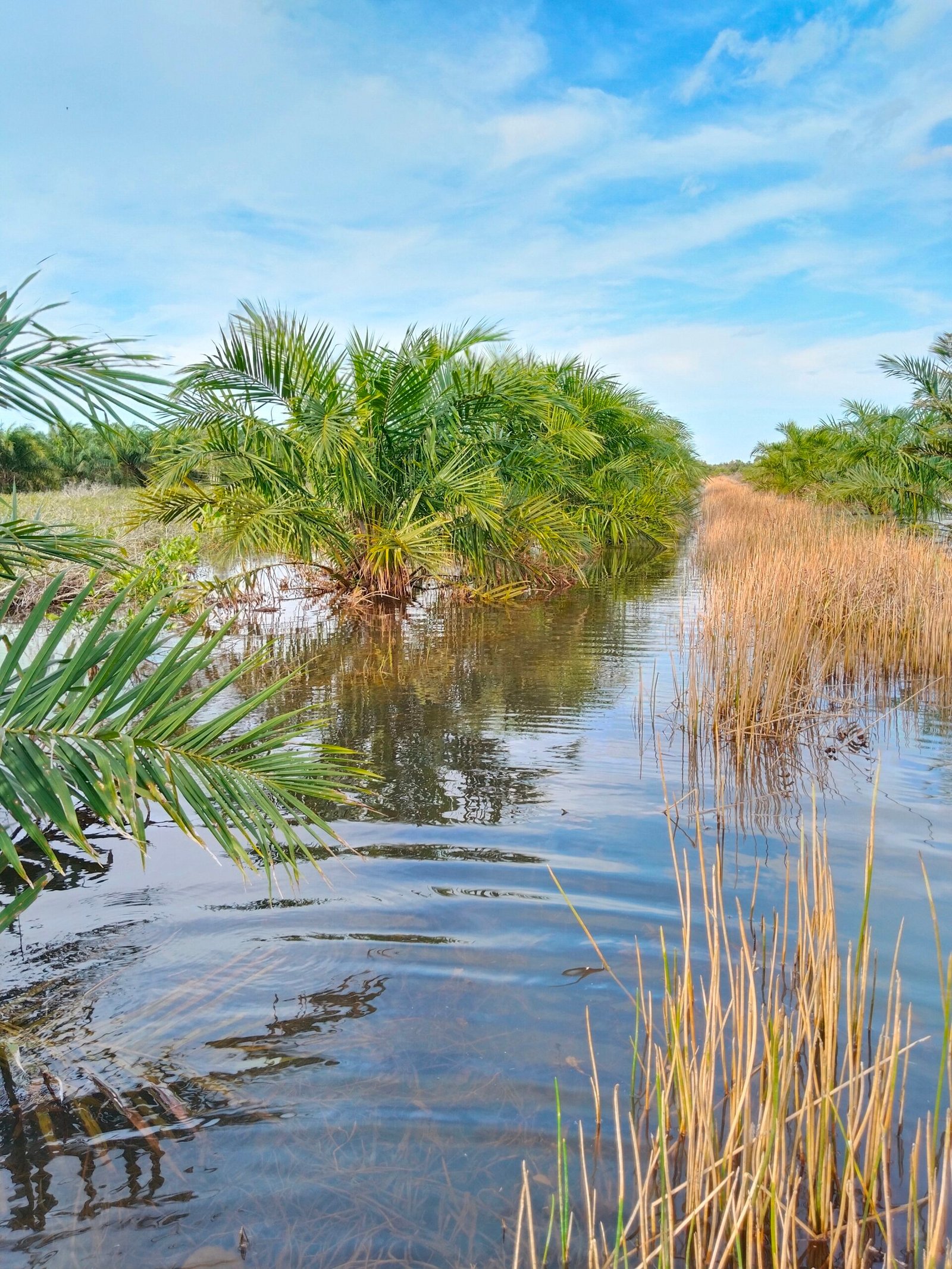 GAPKI : Pajak Pohon Sawit Menambah Beban Industri Sawit
