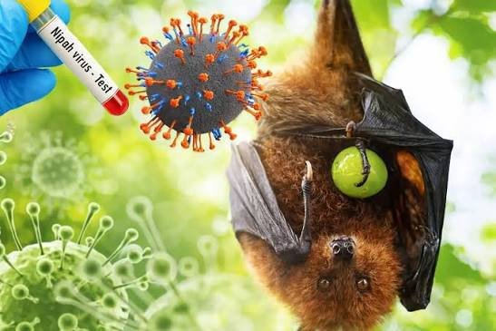 Belum Ditemukan Kasus Virus Nipah, Pemprov Kalsel Tetap Perkuat Kesiapsiagaan Sistem Kesehatan