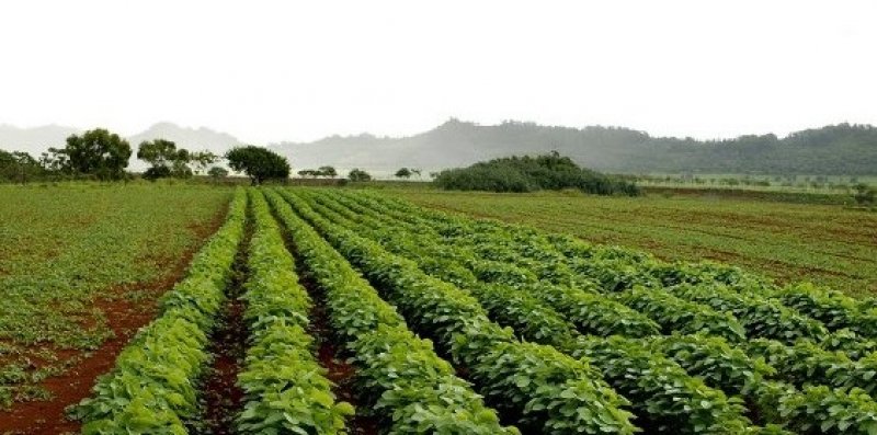 Pemerintah Pastikan Harga Kedelai Terkendali