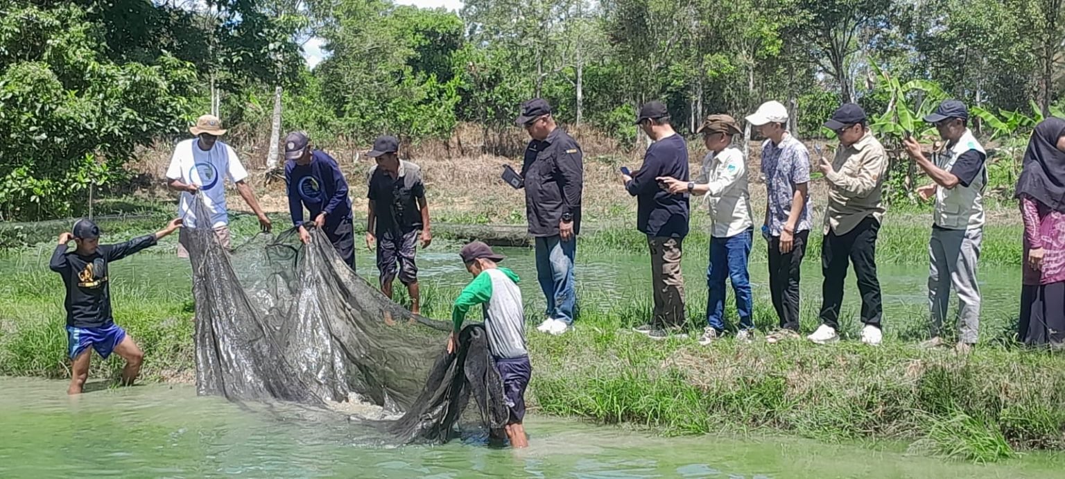 Panen Perdana Papuyu Capai 1,2 Ton di Karang Intan