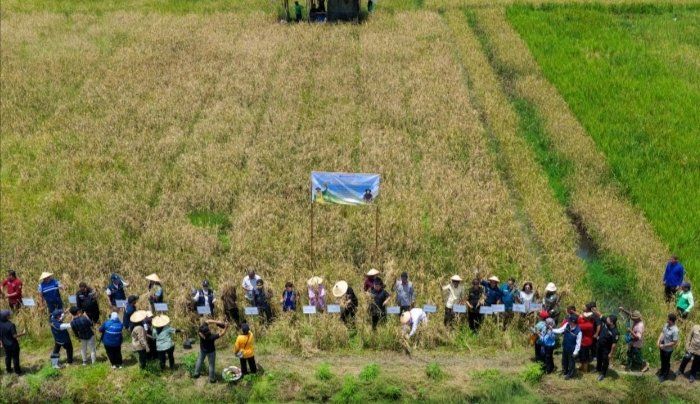 Inovasi Pertanian, IKN Panen Perdana Padi Gogo
