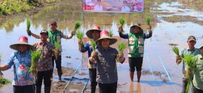 Dukung Ketahanan Pangan, Pemkab Seruyan Percepat Tanam Padi Serentak