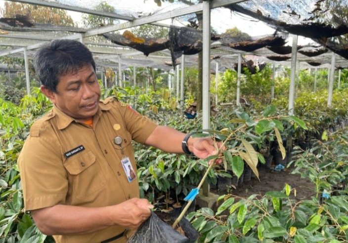 Durian Otong Dikembangkan