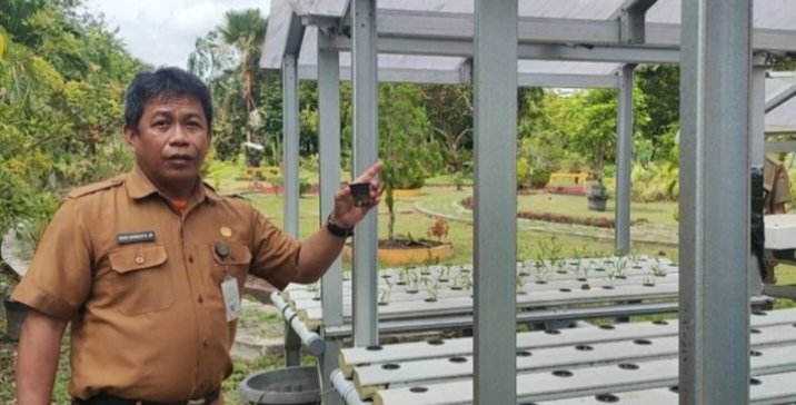 Pembenihan Cabai dan Tomat