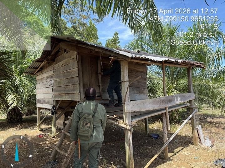 Tim Operasi Merah Putih Tangkap Perambah Koridor Gajah di TWA Seblat