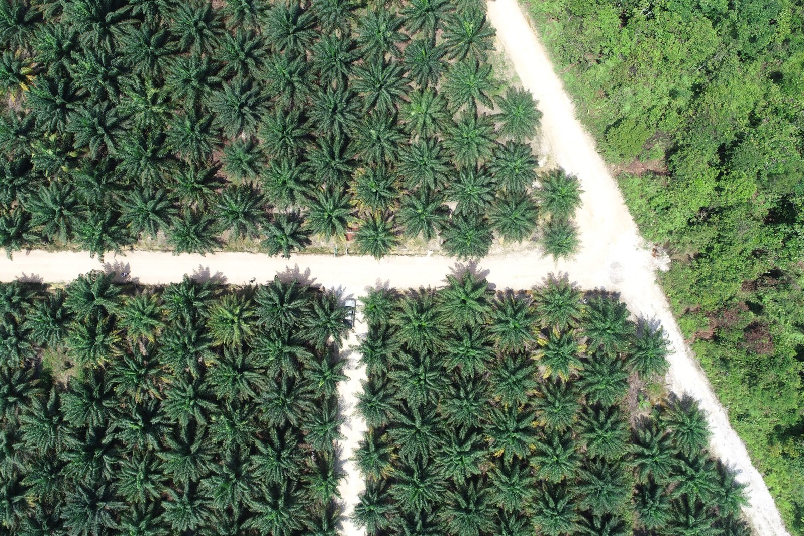 Program B50 Diharapkan Tingkatkan Ekonomi Pekebun Rakyat