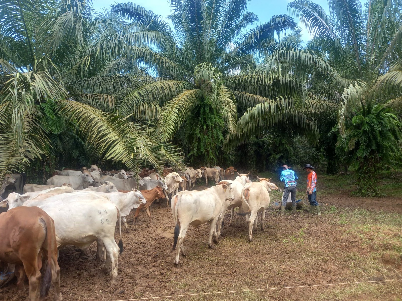 Wamenko Pangan Tinjau SISKA di Tanah Bumbu, Integrasi Sawit-Sapi Dinilai Mampu Kurangi Impor Daging