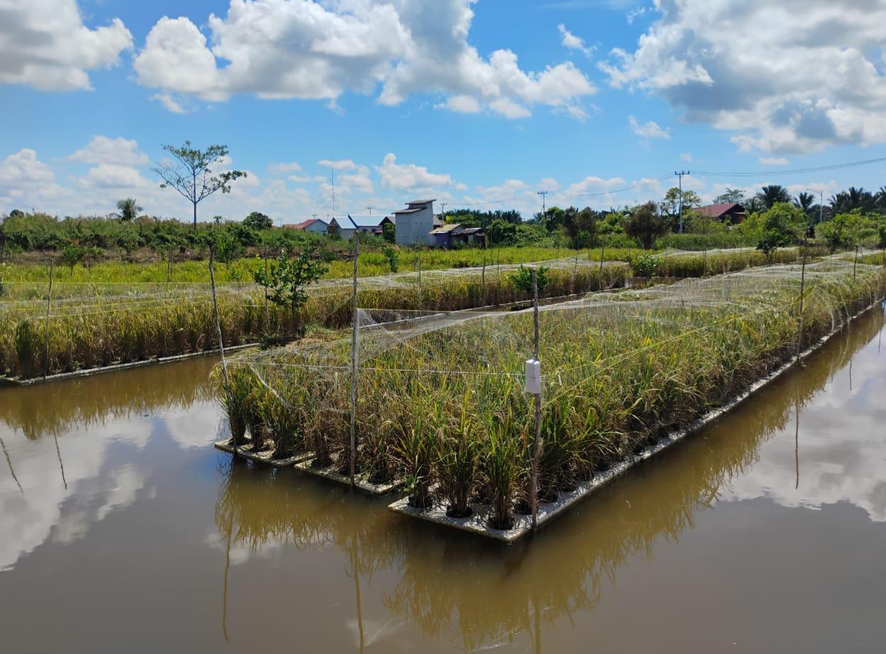 Kalsel Kembangkan Padi Apung di Lahan Rawa 