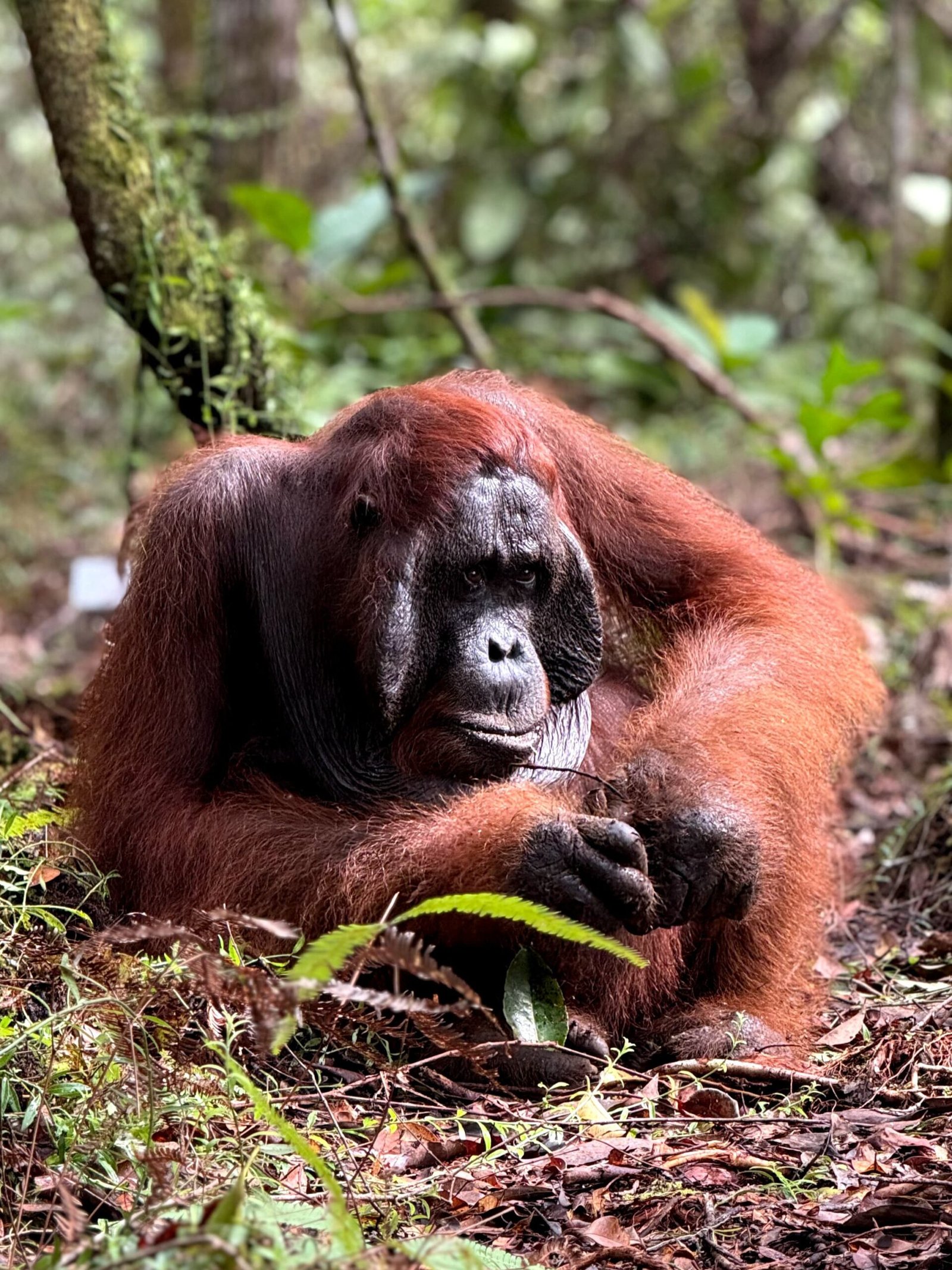 Wisata Tanjung Puting yang Mendunia