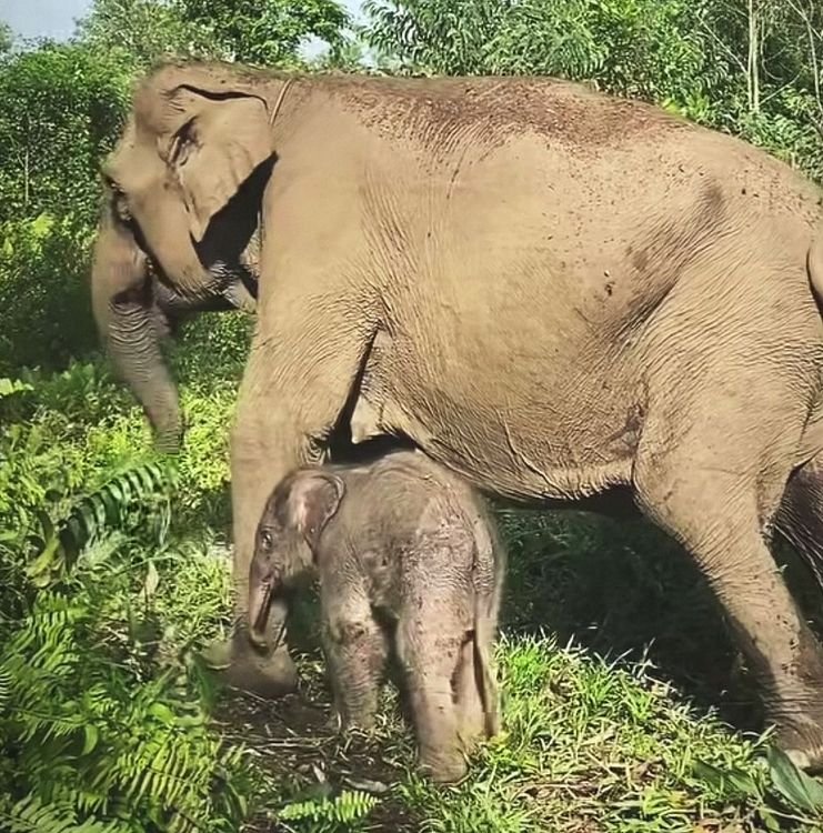 Anak Gajah Lahir di Camp Elephants Flying Squad, Taman Nasional Tesso Nilo