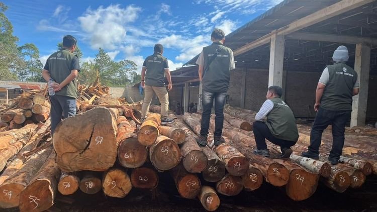Operasi Gabungan Gakkum Kemenhut Amankan 219 Kayu Log Ilegal
