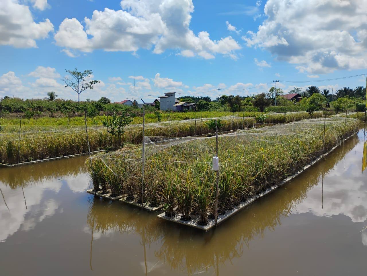 Panen Padi Apung di Tapin