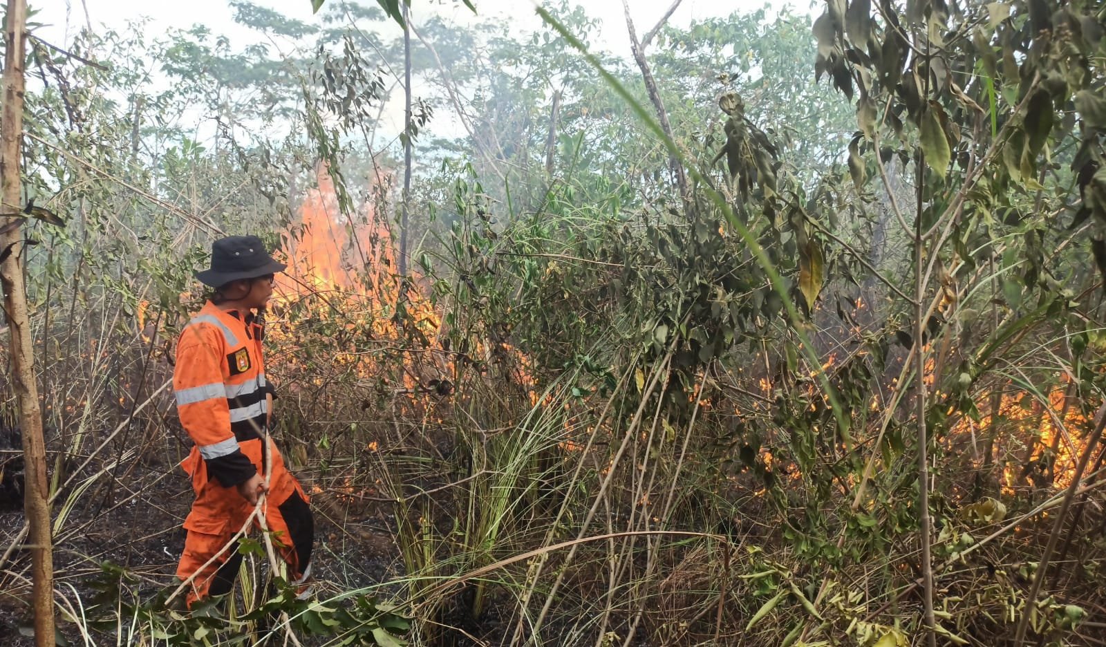 Lahan Gambut Mengering Karhutla di Kalsel Meningkat