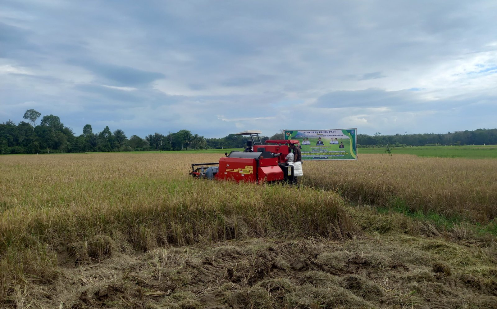 5.800 Hektare Padi Terancam Gagal Panen Akibat Kemarau