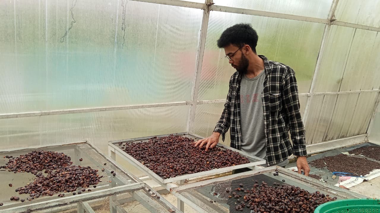 Kopi asal Tapin Rambah Pasar Ekspor Jepang