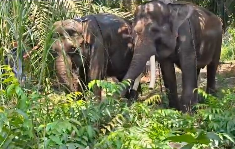 Translokasi Dua Gajah Sumatera dari DIY ke Kalimantan Timur Terapkan Prosedur Ketat dan Kesejahteraan Satwa