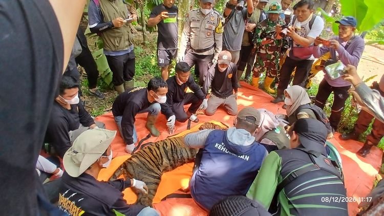 Balai KSDA Sumatera Barat Evakuasi Harimau Sumatera yang Masuk Perangkap di Area Permukiman dan Sekolah
