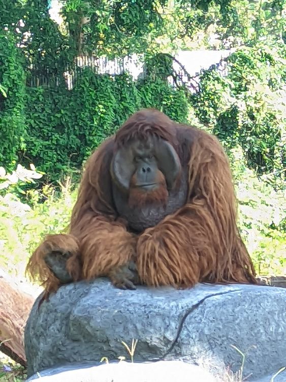 Orangutan Didi Berhasil Dievakuasi dalam 30 Menit