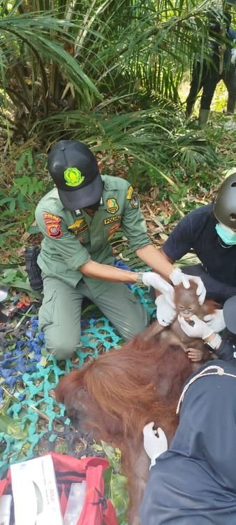 Kemenhut Bergerak Cepat Selamatkan dan Translokasikan Orangutan di Kalimantan Barat