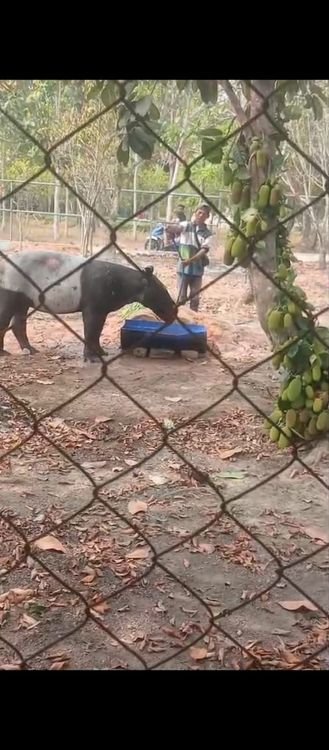 Tapir Terperosok di Saluran Air Kebun Sawit Mesuji