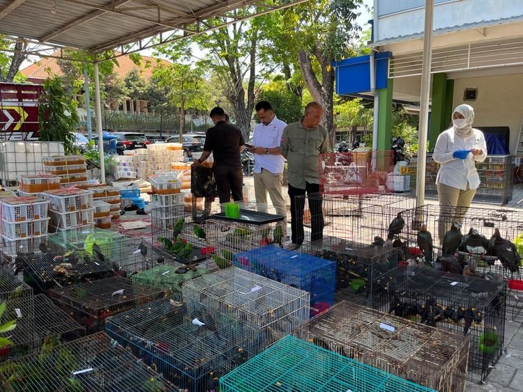 3.578 Burung Gagal Antarpulau