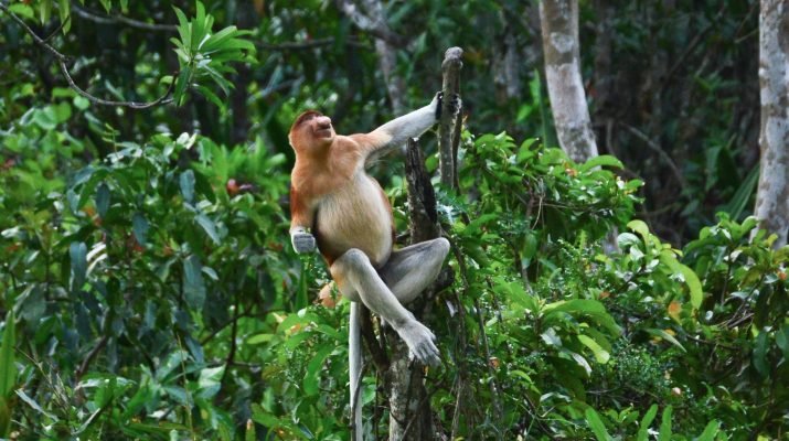 Lindungi Habitat Bekantan