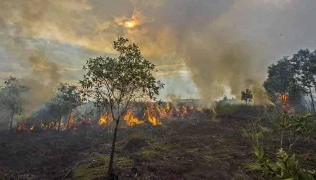 Kalsel Perpanjang Status Siaga Darurat Karhutla